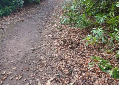Taking our path